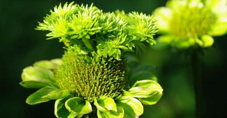 Check For This Problem Before Pulling Out Your Coneflowers