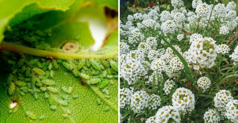 The Texas Flower That Actually Keeps Aphids Off Your Fall Garden