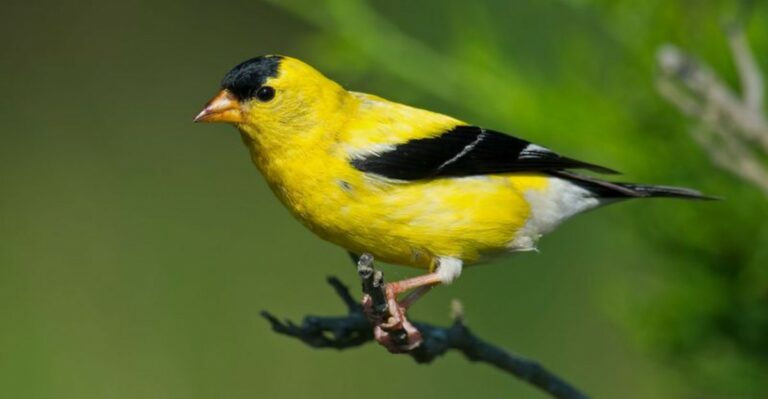 Iowa’s Bright Yellow State Bird Is Quietly Trading Its Summer Feathers For A Muted Winter Coat