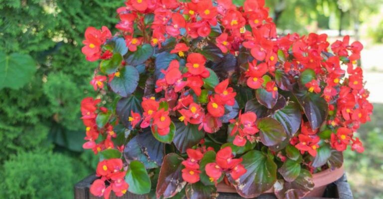 How To Bring Begonias Indoors Before Frost In North Carolina Without Carrying Pests Inside