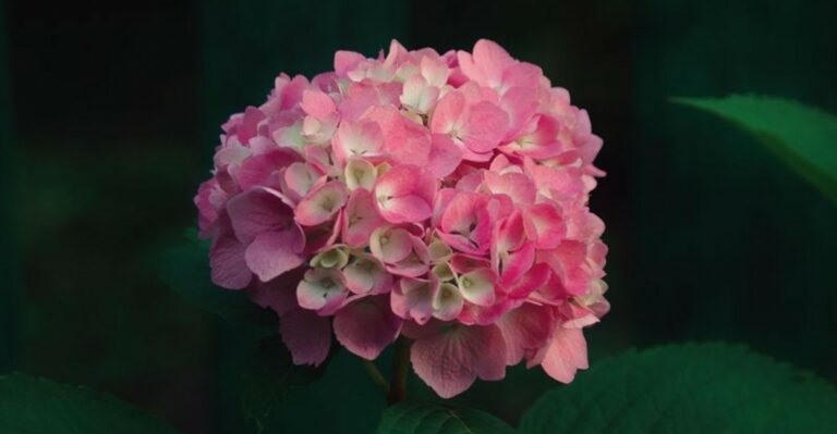 pink hydrangea