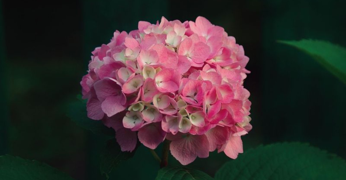 pink hydrangea