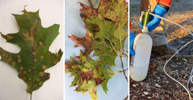 Iowa’s Toughest Native Oak Is Browning Early From A Fungus Named After The State Itself