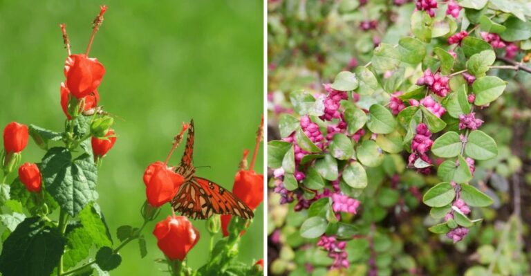 7 Native Texas Alternatives To Nandina That Birds And Pollinators Actually Love