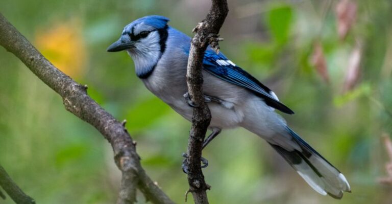 blue jay on a branch