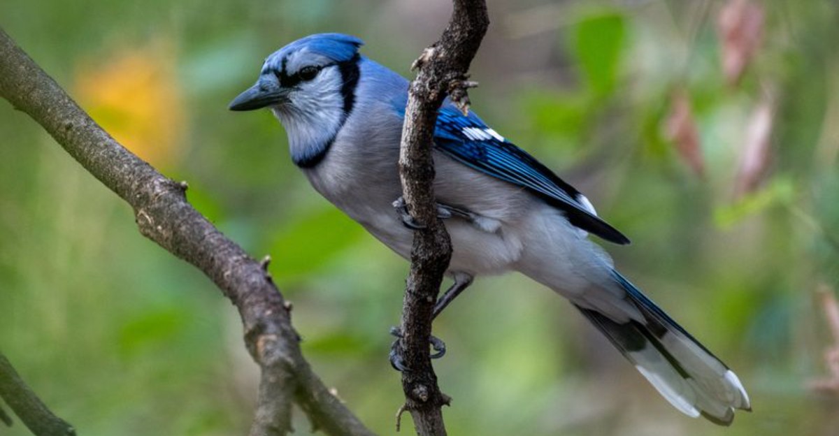 blue jay on a branch