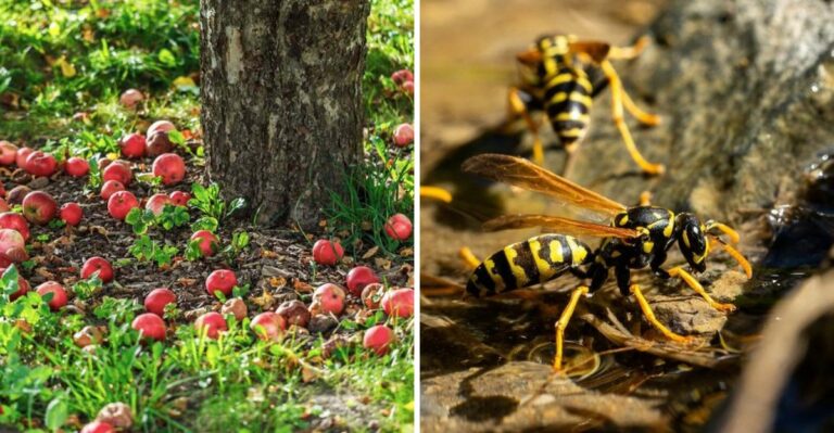 Why North Carolina Orchards And Fruit Trees Attract So Many Yellowjackets In September