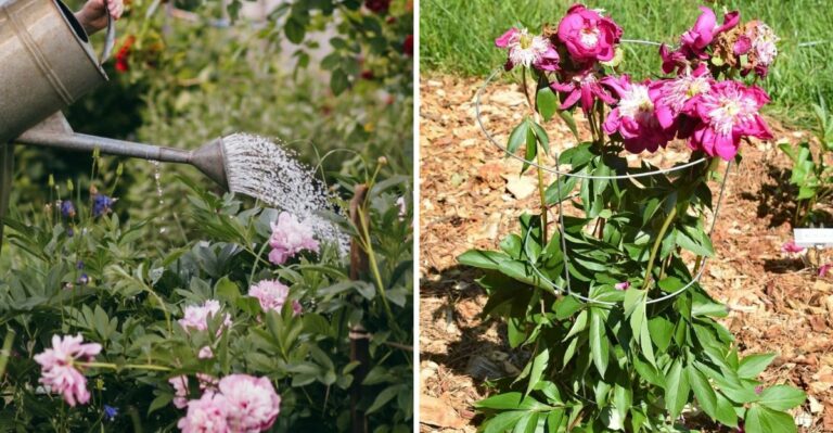 The September Care Step North Carolina Peonies Need For Spring Blooms