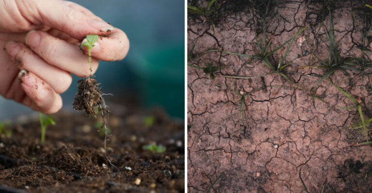 Why Late Seeding Leaves You With A Bare Tennessee Lawn Come Spring