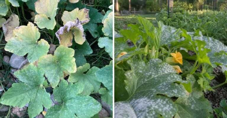 Never Ignore Powdery Mildew On Your Georgia Squash After Summer Storms