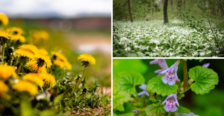 Stop These Sneaky Fall Weeds Now Before They Return Next Spring