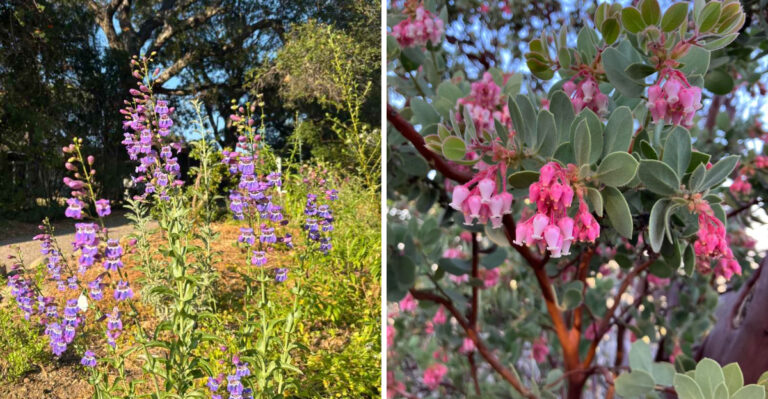 Native California Plants For Awkward Side Yards With Almost No Irrigation