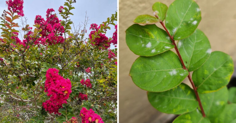 Why You Should Stop Fertilizing Your Texas Crape Myrtle In September