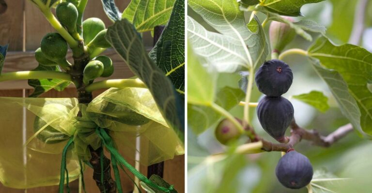 How To Encourage More Figs On Virginia Trees Before The Season Ends
