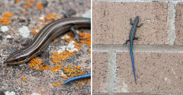 That Blue-Tailed Lizard In Your Pennsylvania Yard Is Actually Doing You A Favor