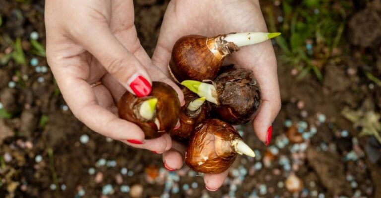 Why North Carolina Gardeners Are Skipping Fall Bulb Fertilizer This Year