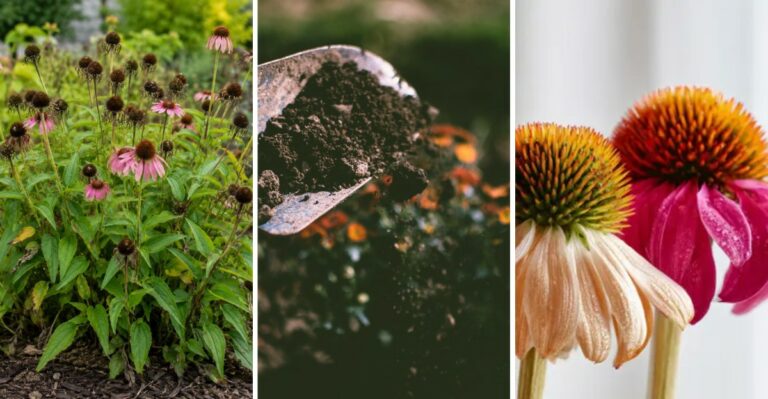 What To Do With Coneflowers After They Stop Blooming To Get Even Better Blooms Next Year