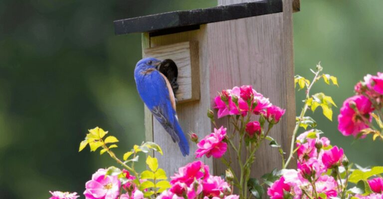 Why September Is The Best Month To Clean Out Oregon Birdhouses For Next Spring