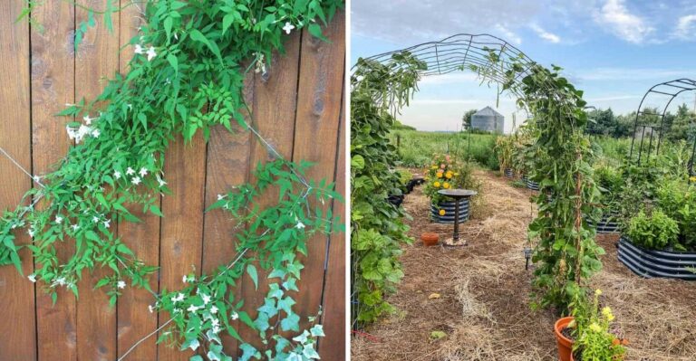 How To Choose The Right Trellis For Climbing Plants In California
