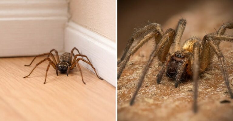 The Spiders Appearing In Washington Homes Are Not Coming In From Outside