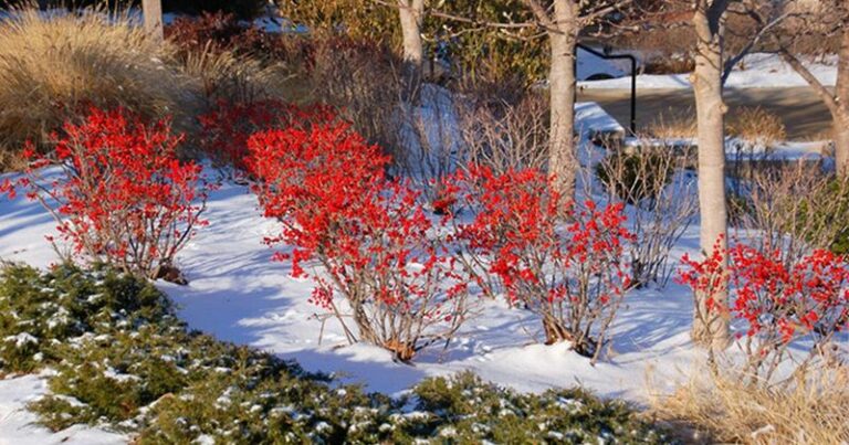 7 Shrubs That Give Wisconsin Yards Color And Berries All Through Winter