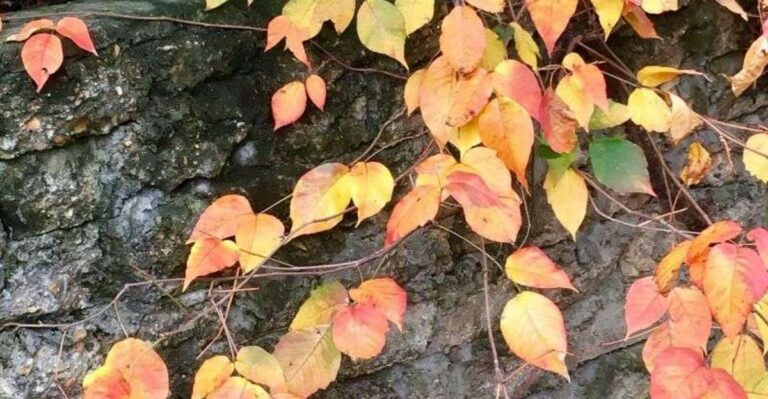 Why Poison Ivy Is Easier To Spot In Ohio In Fall – And Still Dangerous