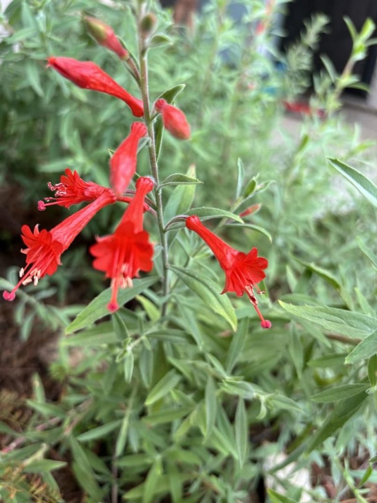 The Native California Plants That Can Replace Thirsty Foundation Shrubs This Fall