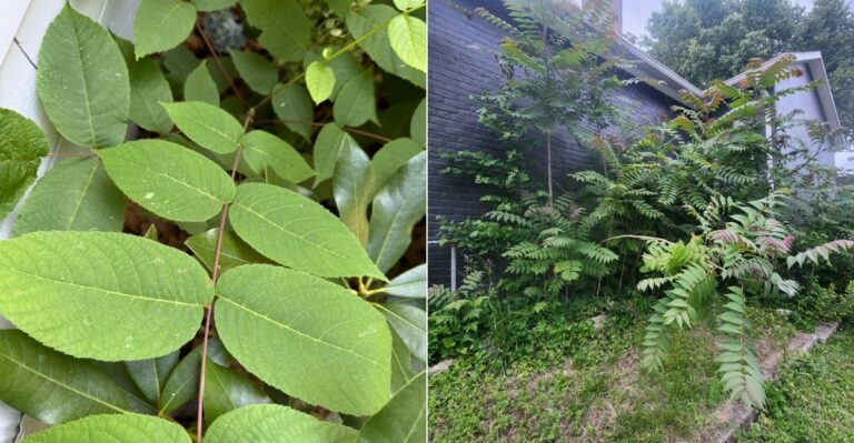 The California Tree-Of-Heaven Seedlings Homeowners Should Never Mistake For Free Shade