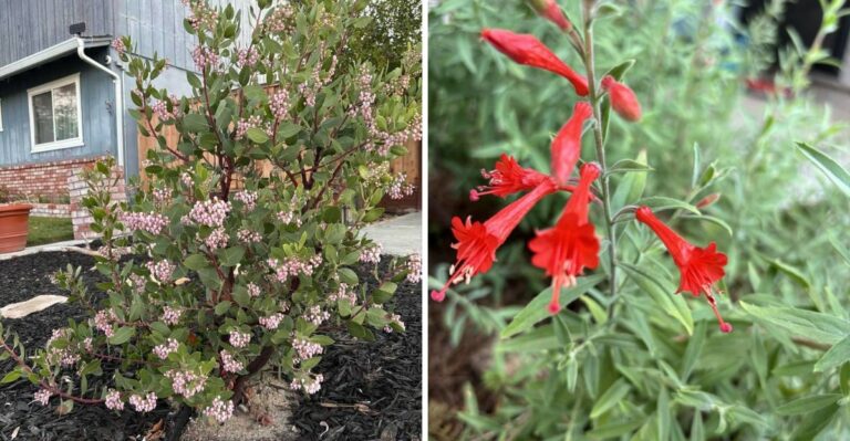 The Native California Plants That Can Replace Thirsty Foundation Shrubs This Fall