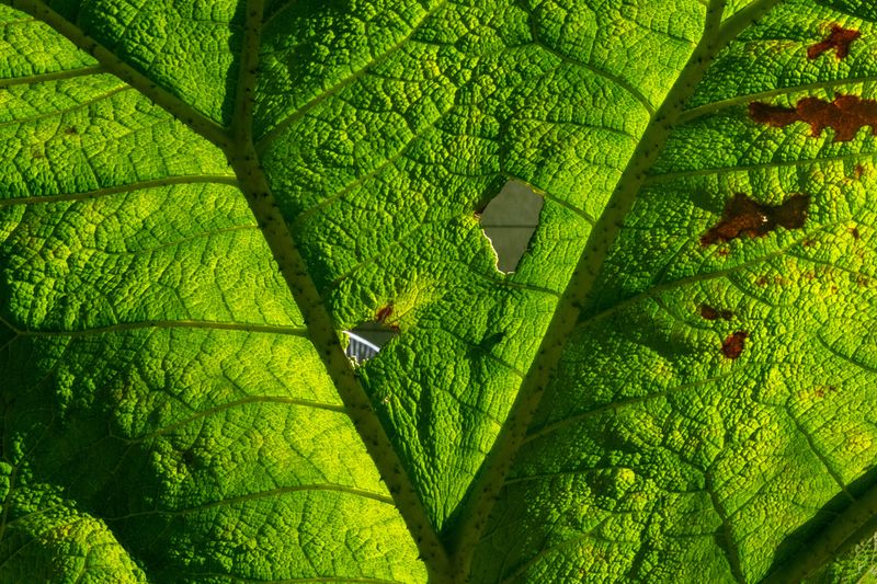 A Backlit Leaf Shows Signs Of Stress In The Tissue A Backlit Leaf Shows Signs Of Stress In The Tissue