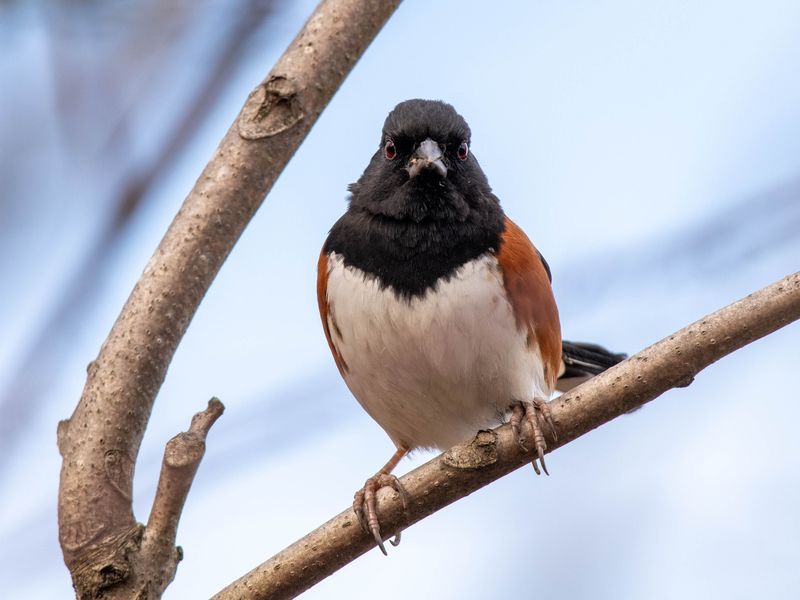 A Backyard Bustling With Winter Visitors A Backyard Bustling With Winter Visitors