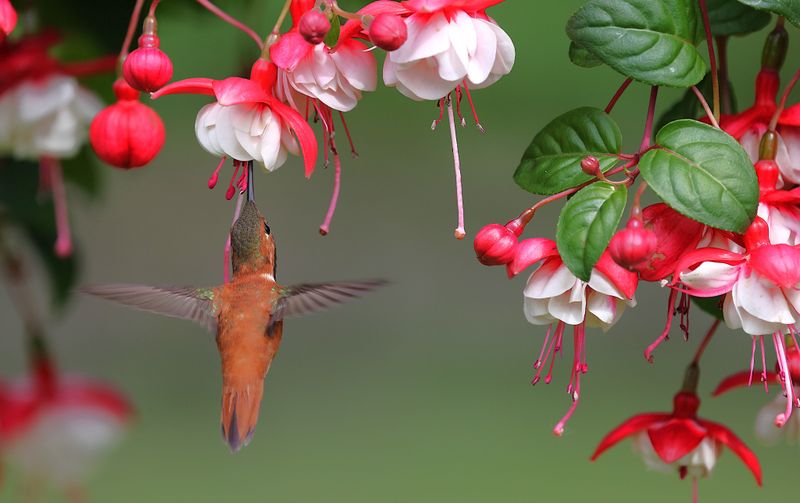 A Backyard Sighting That Helps Science A Backyard Sighting That Helps Science