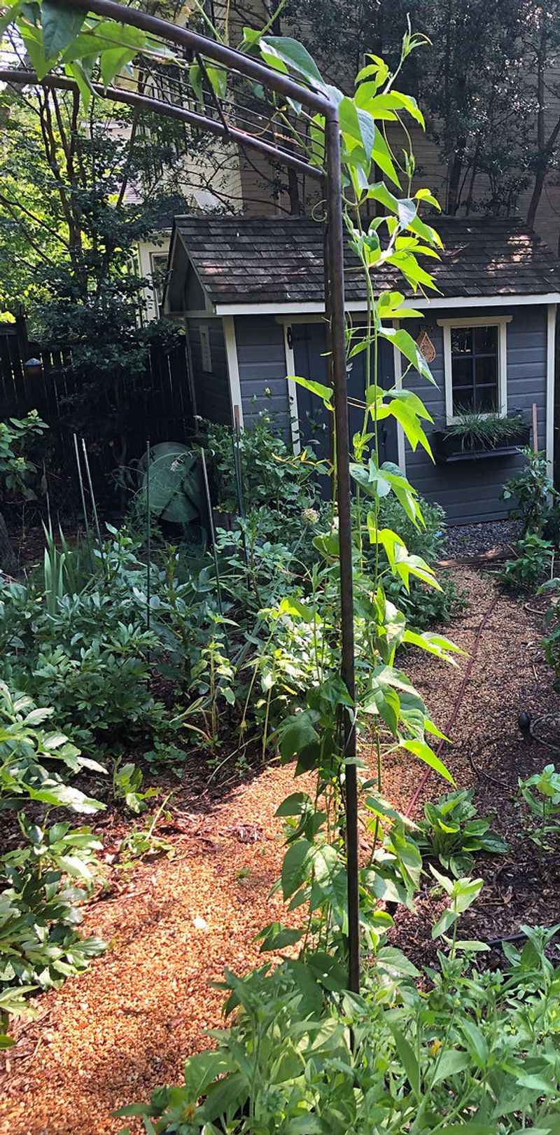 A Backyard Vine For A Future Harvest A Backyard Vine For A Future Harvest