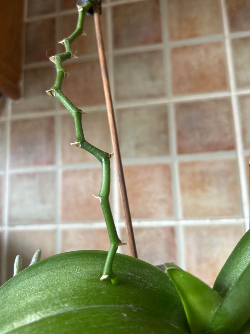 A Bad Cut On The Spike Wastes A Rebloom, So Trim Above A Node A Bad Cut On The Spike Wastes A Rebloom, So Trim Above A Node