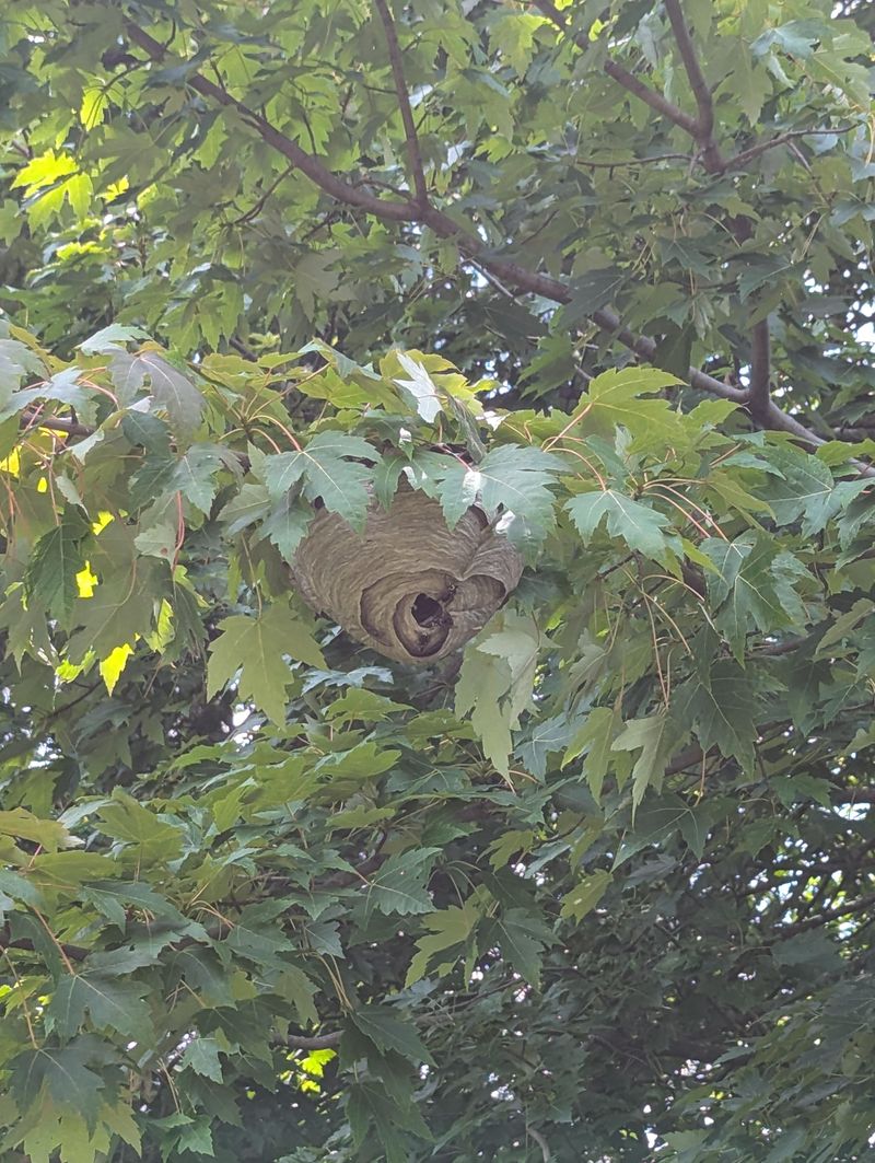 A Bald-Faced Hornet Nest Made Of Gray Paper A Bald-Faced Hornet Nest Made Of Gray Paper