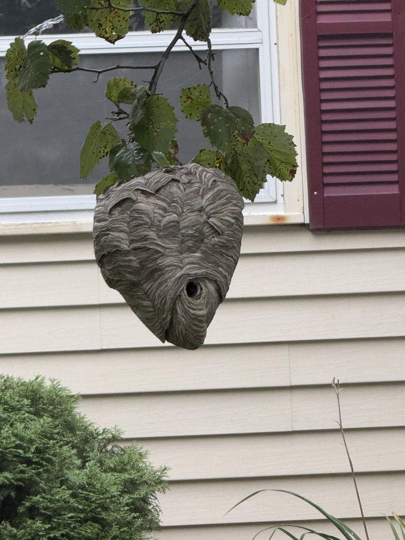 A Bald-Faced Hornet Nest Of Gray Paper A Bald-Faced Hornet Nest Of Gray Paper