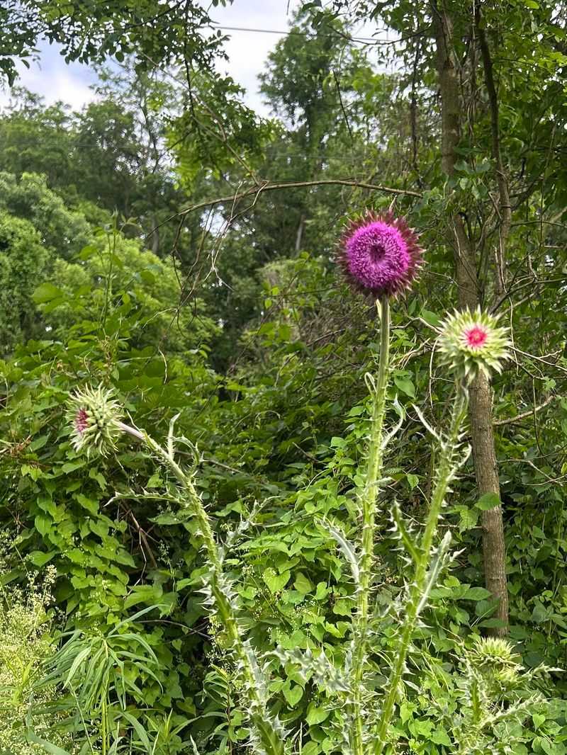 A Biennial Plant Building Strength Before Winter