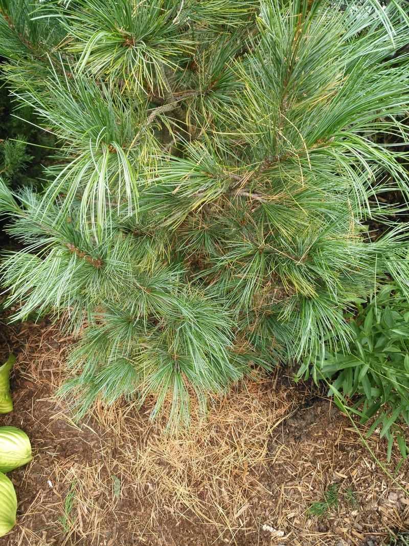 A Big Growth Year Means More Needles To Drop A Big Growth Year Means More Needles To Drop