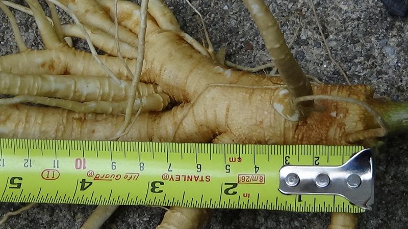 A Big Taproot Keeps It Coming Back