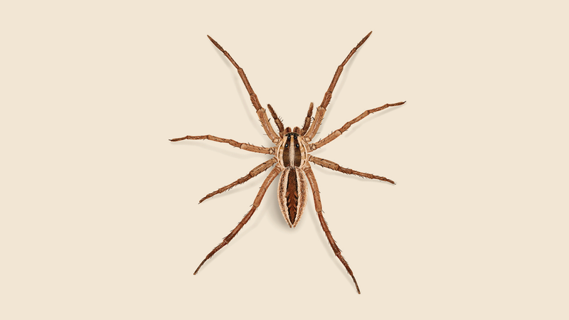 A Bite Is Uncommon And Generally Mild A Bite Is Uncommon And Generally Mild