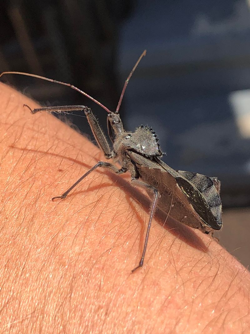A Bite That Stings Far More Than Expected