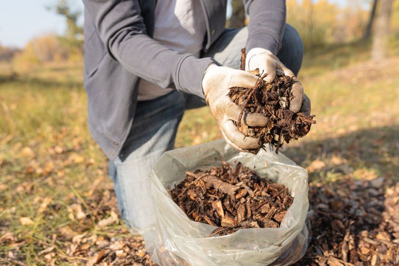 A Blanket Of Mulch Keeps Roots Calm Through Wild Temperature Swings