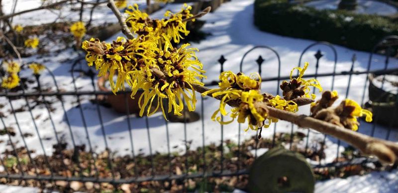 A Blooming Witch Hazel In England Started It All In 1975