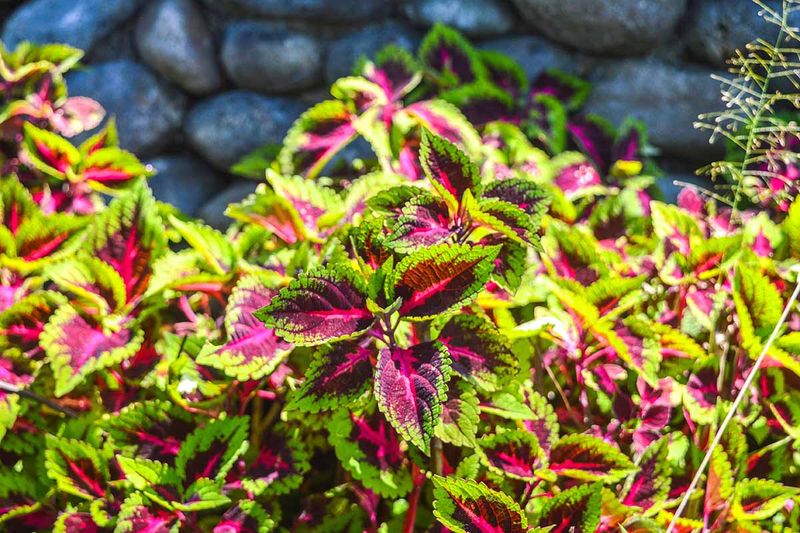A Bright Window Keeps Colors Vivid Until Spring Planting A Bright Window Keeps Colors Vivid Until Spring Planting