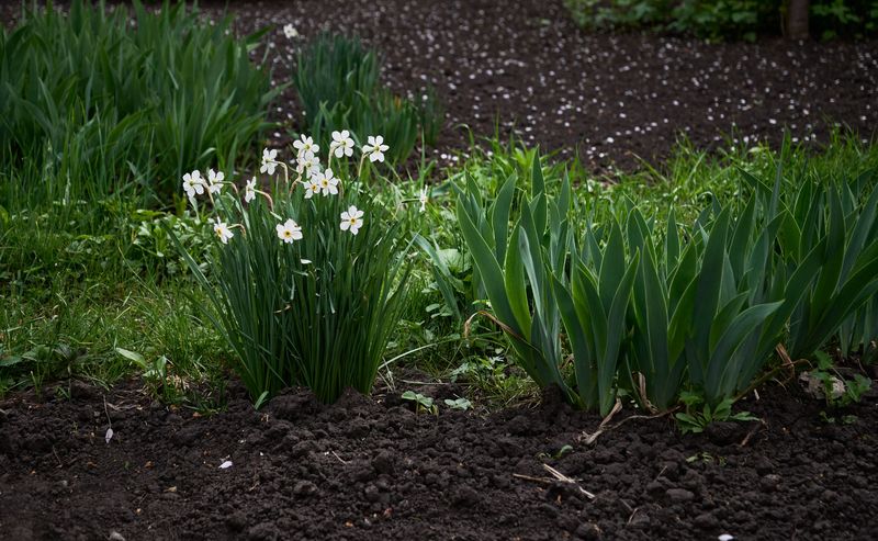 A Brighter Spring Garden After The Salt Washes Away A Brighter Spring Garden After The Salt Washes Away