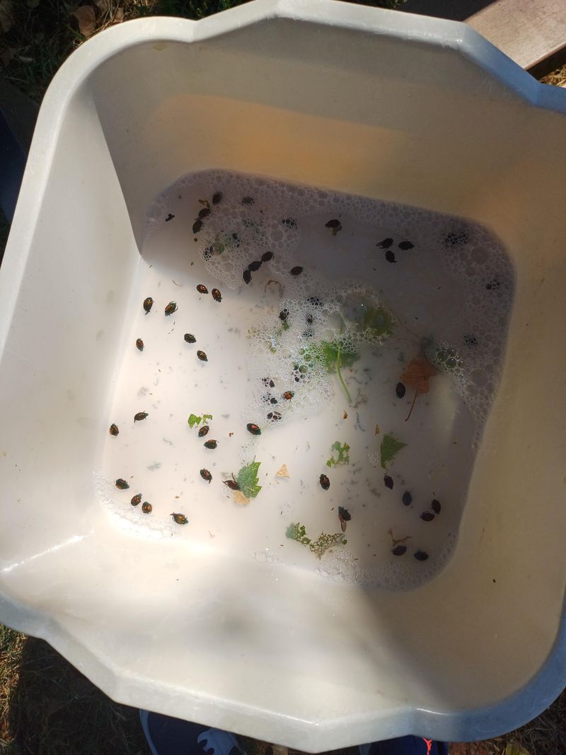 A Bucket Of Soapy Water Handles Stragglers