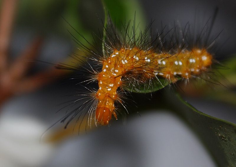 A Built-In Chemical Defense For Hungry Larvae A Built-In Chemical Defense For Hungry Larvae