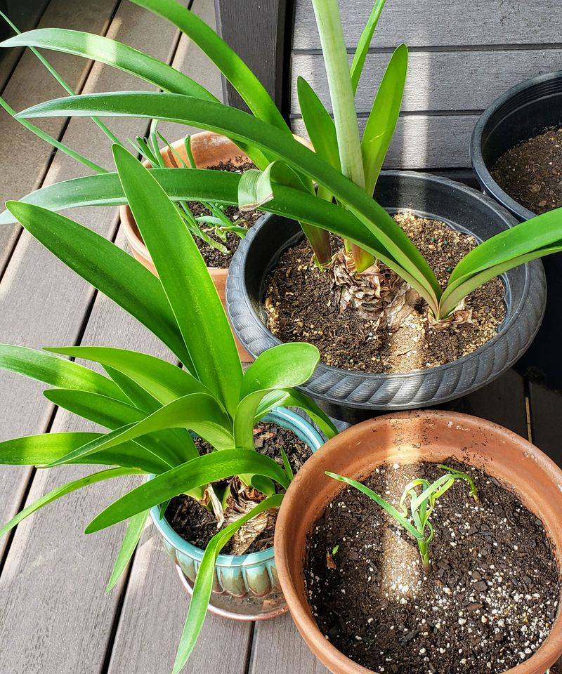 A Bulb Full Of Leaves But No Flowers May Be Asking For A Break