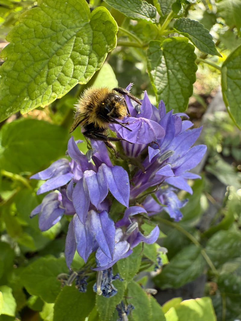 A Bumblebee Favorite Across Pennsylvania A Bumblebee Favorite Across Pennsylvania