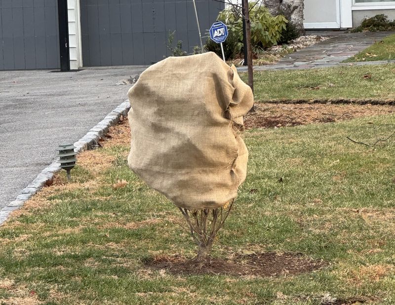 A Burlap Screen Matters Most For Young Plants In Windy Spots A Burlap Screen Matters Most For Young Plants In Windy Spots